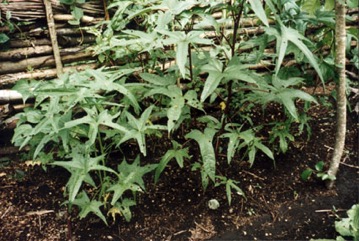 Aibika, Edible Hibiscus