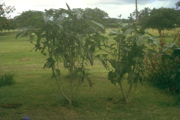 Aibika, Edible Hibiscus