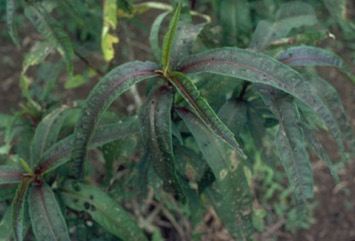 Aibika, Edible Hibiscus