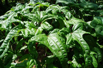 Aibika, Edible Hibiscus