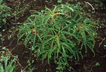 Aibika, Edible Hibiscus