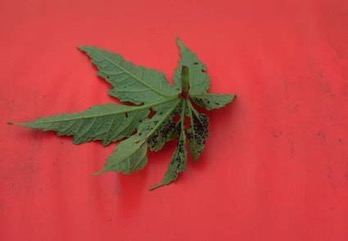 Aibika, Edible Hibiscus