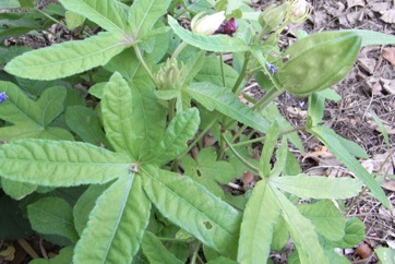 Musk mallow, Bush carrot
