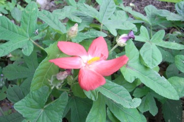 Musk mallow, Bush carrot