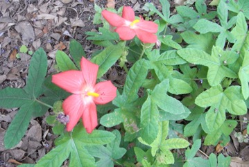 Musk mallow, Bush carrot