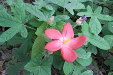 Musk mallow, Bush carrot
