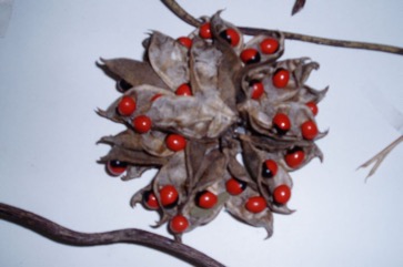 Bird"s eye, Indian liquorice