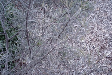 Mulga, Yarran