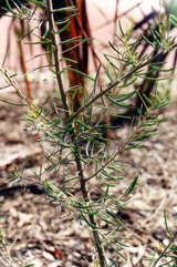 Mulga, Yarran
