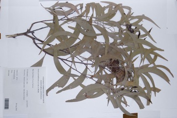 Black wattle, Ear Pod Wattle