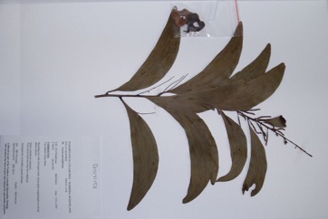 Black wattle, Ear Pod Wattle