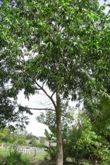 Black wattle, Ear Pod Wattle