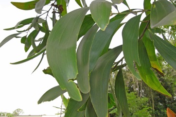 Black wattle, Ear Pod Wattle