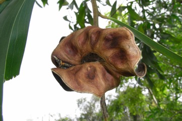 Black wattle, Ear Pod Wattle