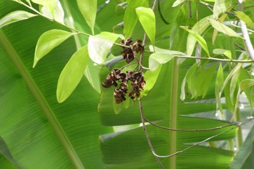 Black wattle, Ear Pod Wattle