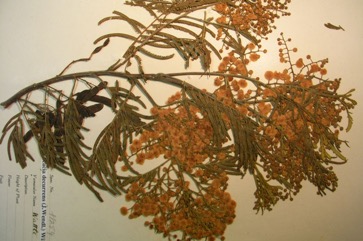 Sydney green wattle