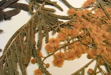 Sydney green wattle