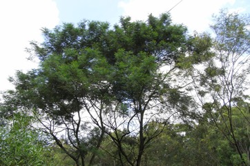 Sydney green wattle