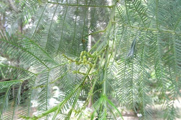 Sydney green wattle