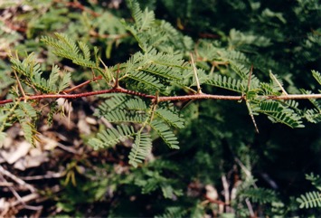Sweet acacia, Prickly Moses, Mimosa bush