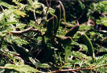Sweet acacia, Prickly Moses, Mimosa bush