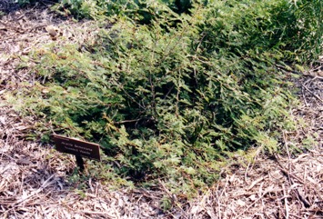 Sweet acacia, Prickly Moses, Mimosa bush