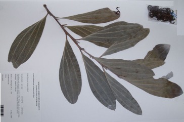 Strap wattle, Candelabra wattle