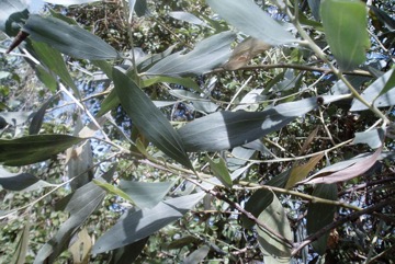 Strap wattle, Candelabra wattle