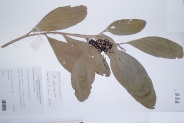 Strap wattle, Candelabra wattle