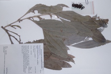 Strap wattle, Candelabra wattle