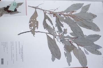 Strap wattle, Candelabra wattle