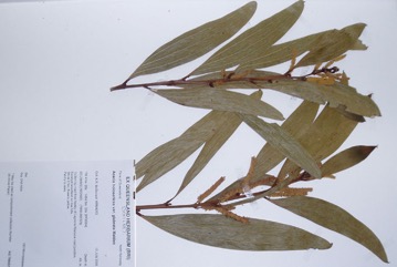 Strap wattle, Candelabra wattle