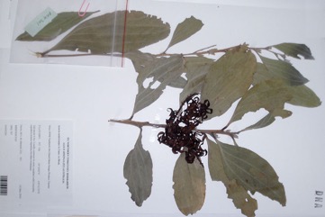 Strap wattle, Candelabra wattle