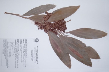 Strap wattle, Candelabra wattle