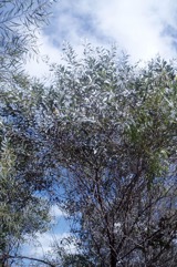 Strap wattle, Candelabra wattle