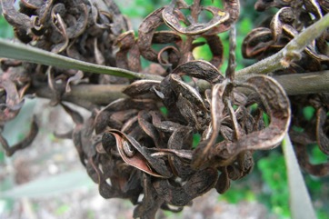 Strap wattle, Candelabra wattle