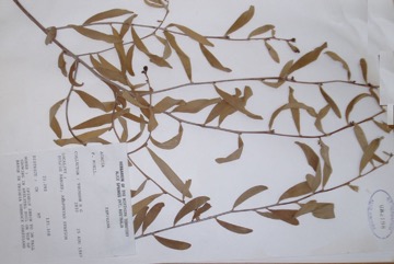 Witchetty bush, Kemp’s Wattle
