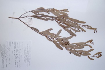 Witchetty bush, Kemp’s Wattle