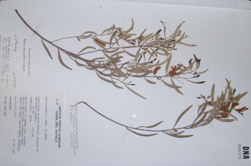 Witchetty bush, Kemp’s Wattle