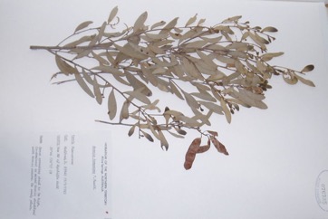 Witchetty bush, Kemp’s Wattle