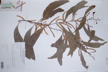 North Coast Wattle