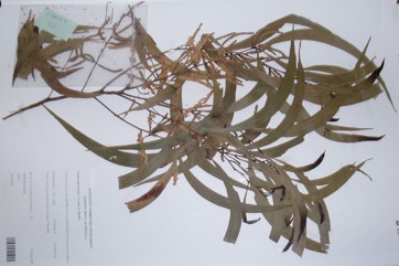 North Coast Wattle