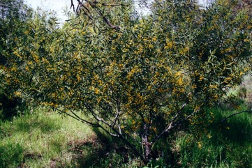 Umbrella bush, Small Cooba Wattle