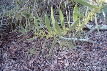 Coast wattle, Sydney golden wattle