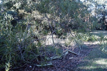 Coast wattle, Sydney golden wattle