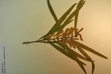 Coast wattle, Sydney golden wattle