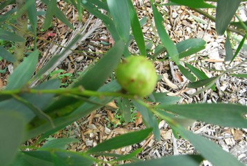 Coast wattle, Sydney golden wattle