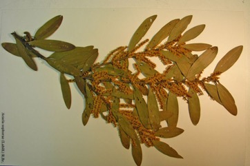 Coastal wattle, Boobyalla
