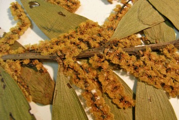 Coastal wattle, Boobyalla