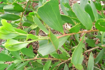 Coastal wattle, Boobyalla